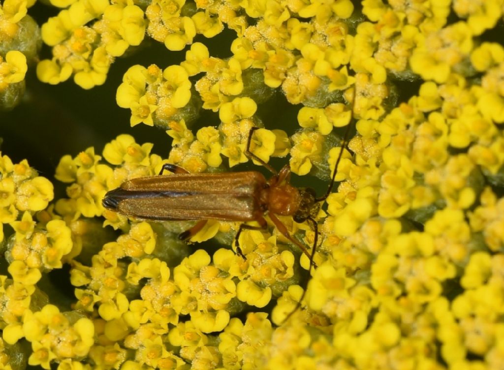 Oedemeridae: femmina di Oedemera podagrariae